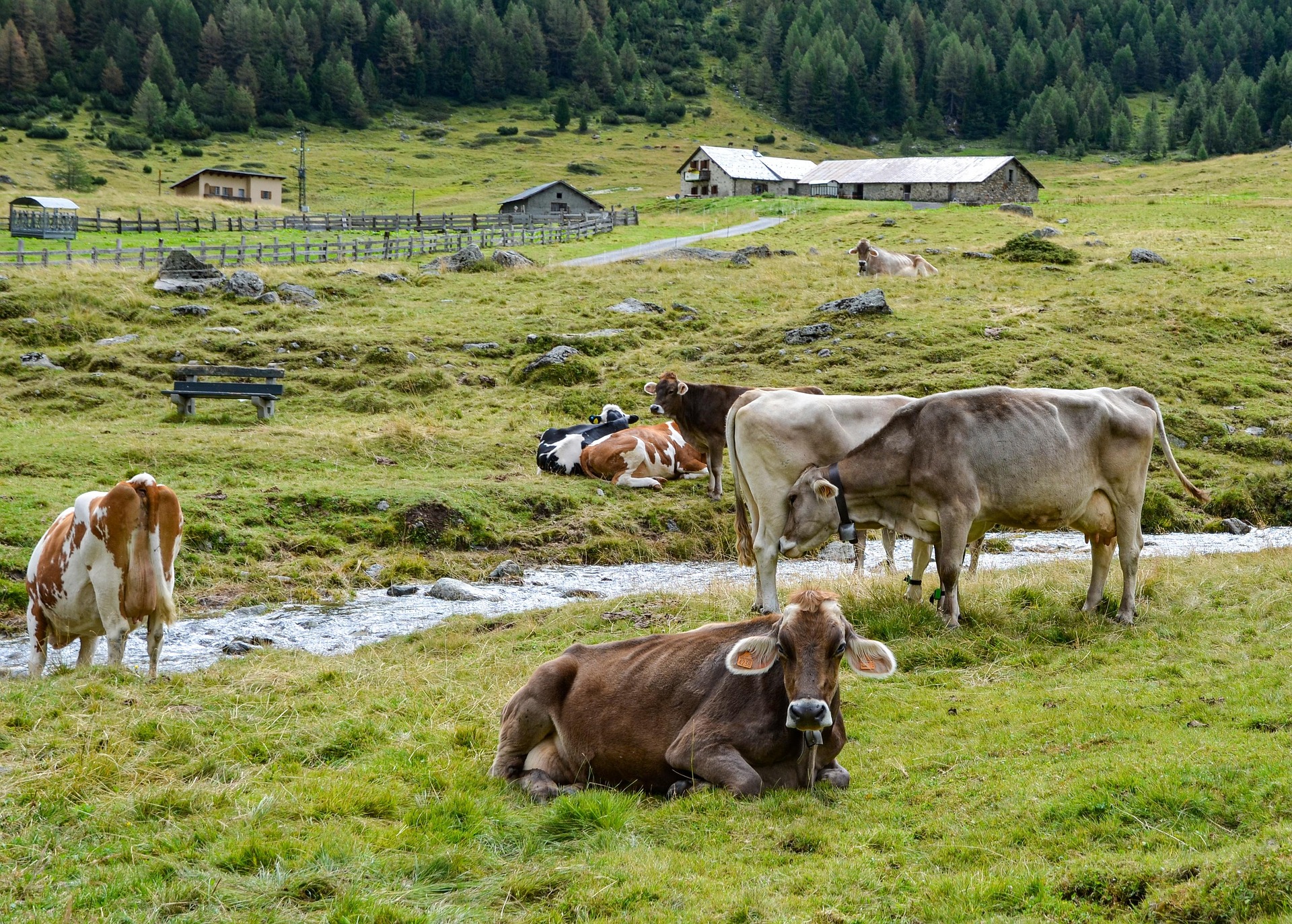 Cows resting in a green farm pasture