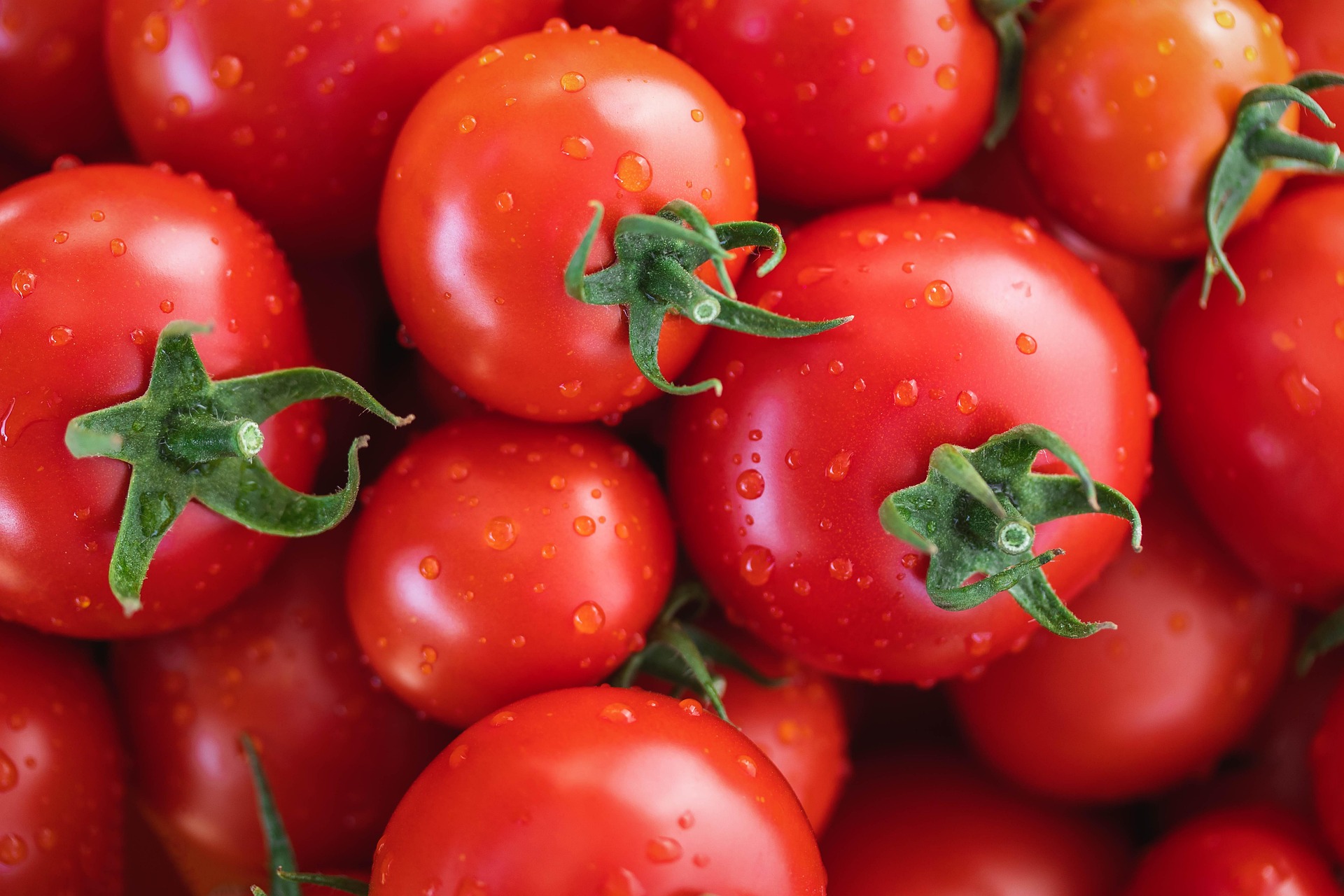 Fresh tomatoes harvest